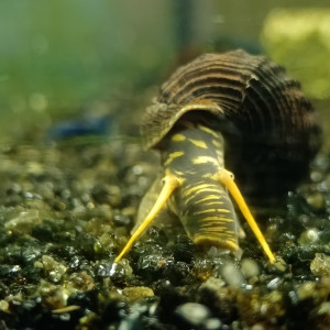 Escargot tylomelania yellow spotted