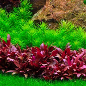 Plantes diverses