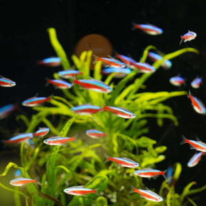 Recherche poissons d'eau chaude vers saint gaudens/ Montréjeau