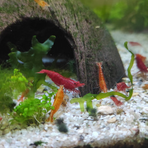 Crevettes