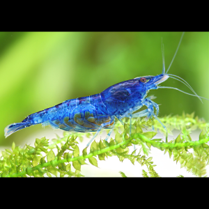 Crevette Blue Velvet
