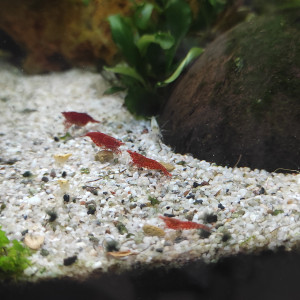Crevettes