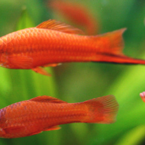 Xiphos