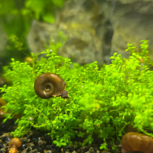 Planorbe chocolat