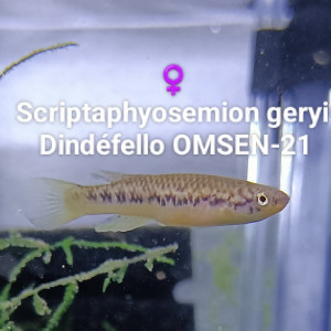 Trio Scriptaphyosemion geryi  Dindéfello OMSEN-21