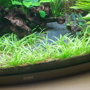 sagittaria