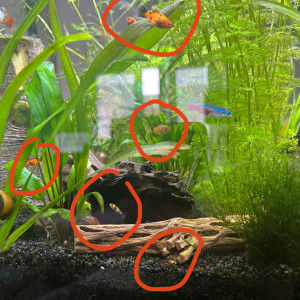 Bébé guppy/ Molly/ platy