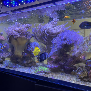Red sea PENINSULA 650l