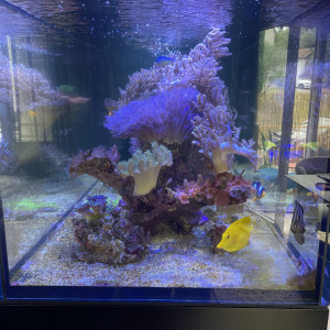 Red sea PENINSULA 650l