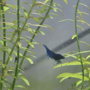 Crevettes blue
