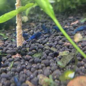 Crevettes blue