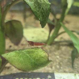Red cherry