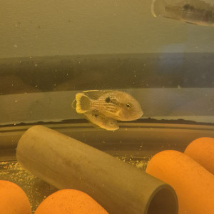 Aequidens rivulatus