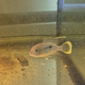 Aequidens rivulatus