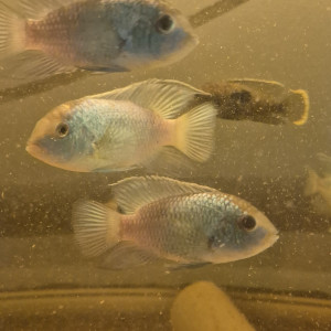 Acara bleu