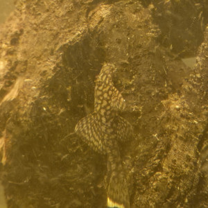 L519