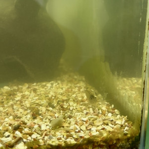 Don de crevettes grises (4)
