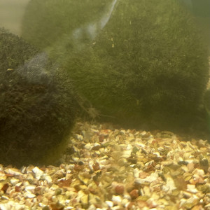 Don de crevettes grises (4)