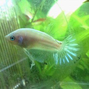 Bettas mâles et femelles de 8 semaines