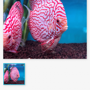 Recherche discus pas cher