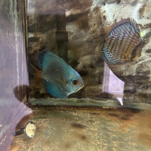 discus pour déménagement
