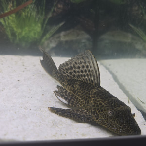 Donne 2 plecos 18/20cm contre bon soins