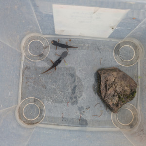 tylototriton verrucosus