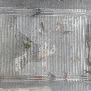 tylototriton verrucosus