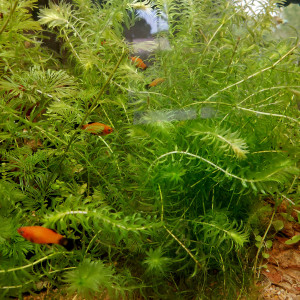 Platy