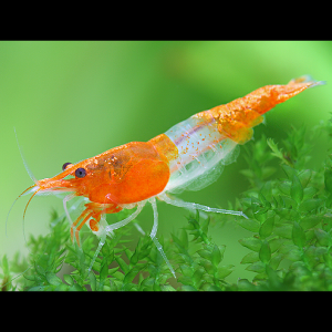 Rili orange
