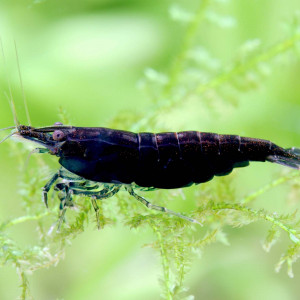 Crevette Black Sakura