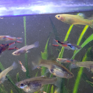 Guppy endler