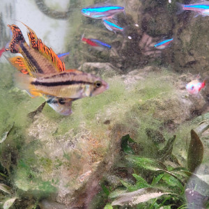 Couple apistogramma Cacatuoïdes double orange