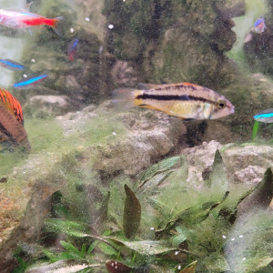 Couple apistogramma Cacatuoïdes double orange