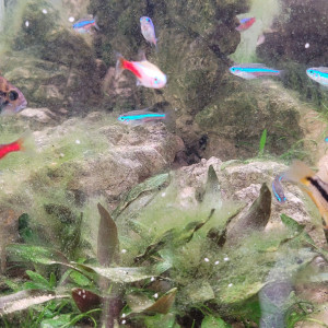 Couple apistogramma Cacatuoïdes double orange
