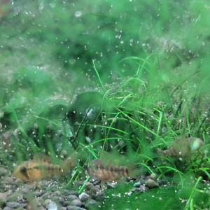 Juvéniles apistogramma Viejita