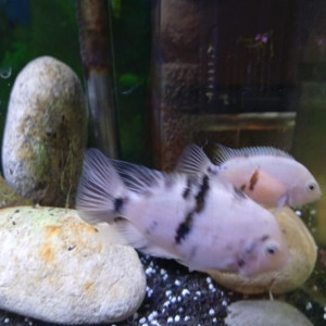 Amatitlania nigrofasciata marbré