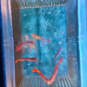 Guppys mâles