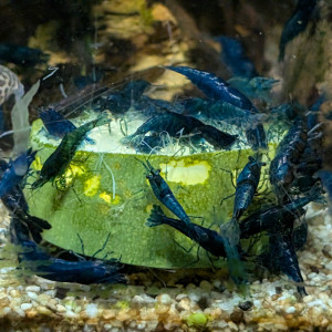 Crevettes bleues Neocaridina davidi
