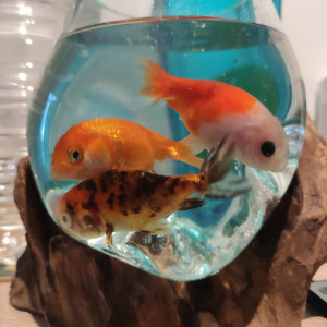 Poissons japonais