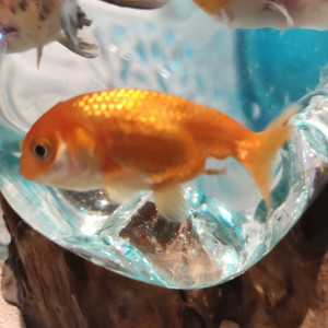 Poissons japonais