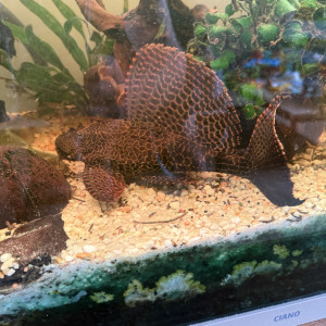 Vend magnifique pleco voilée 40 cm