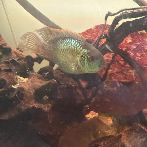 Vend couple d acara bleu et lifililie