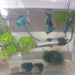 PoissonsVends mâles et femelles