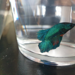 PoissonsVends mâles et femelles