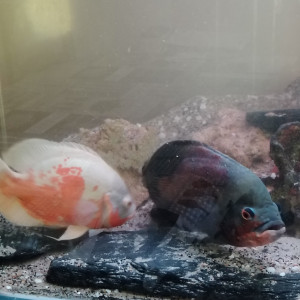 Aquarium d'angle 1080l plus poissons