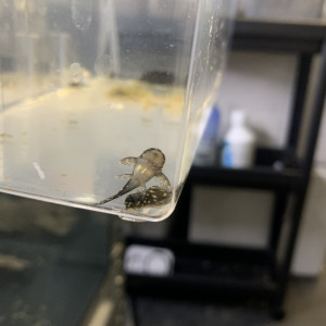 Hypancsitrus L201 inspector F1