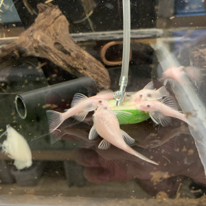 Ancistrus L144 sp Snow white
