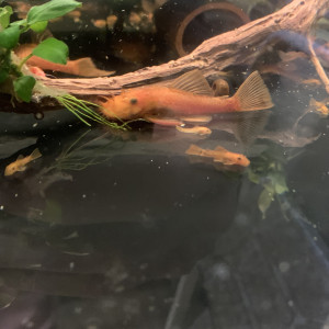 Ancistrus l144 sp Super Red