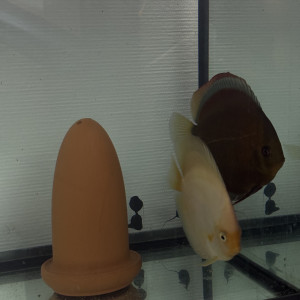 Discus/couple